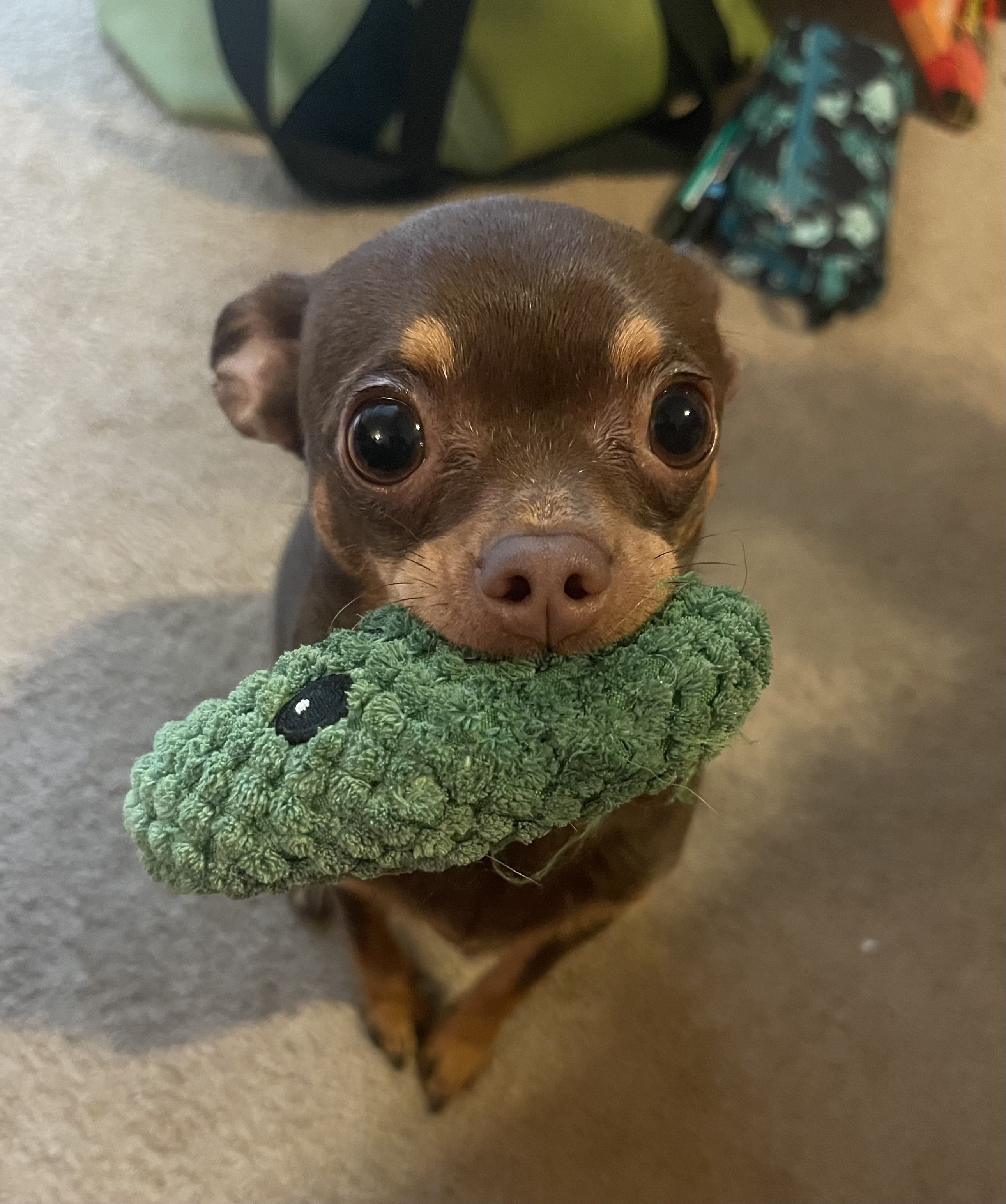 a cute brown chihuahua named olive posing with her stuffed pickle.